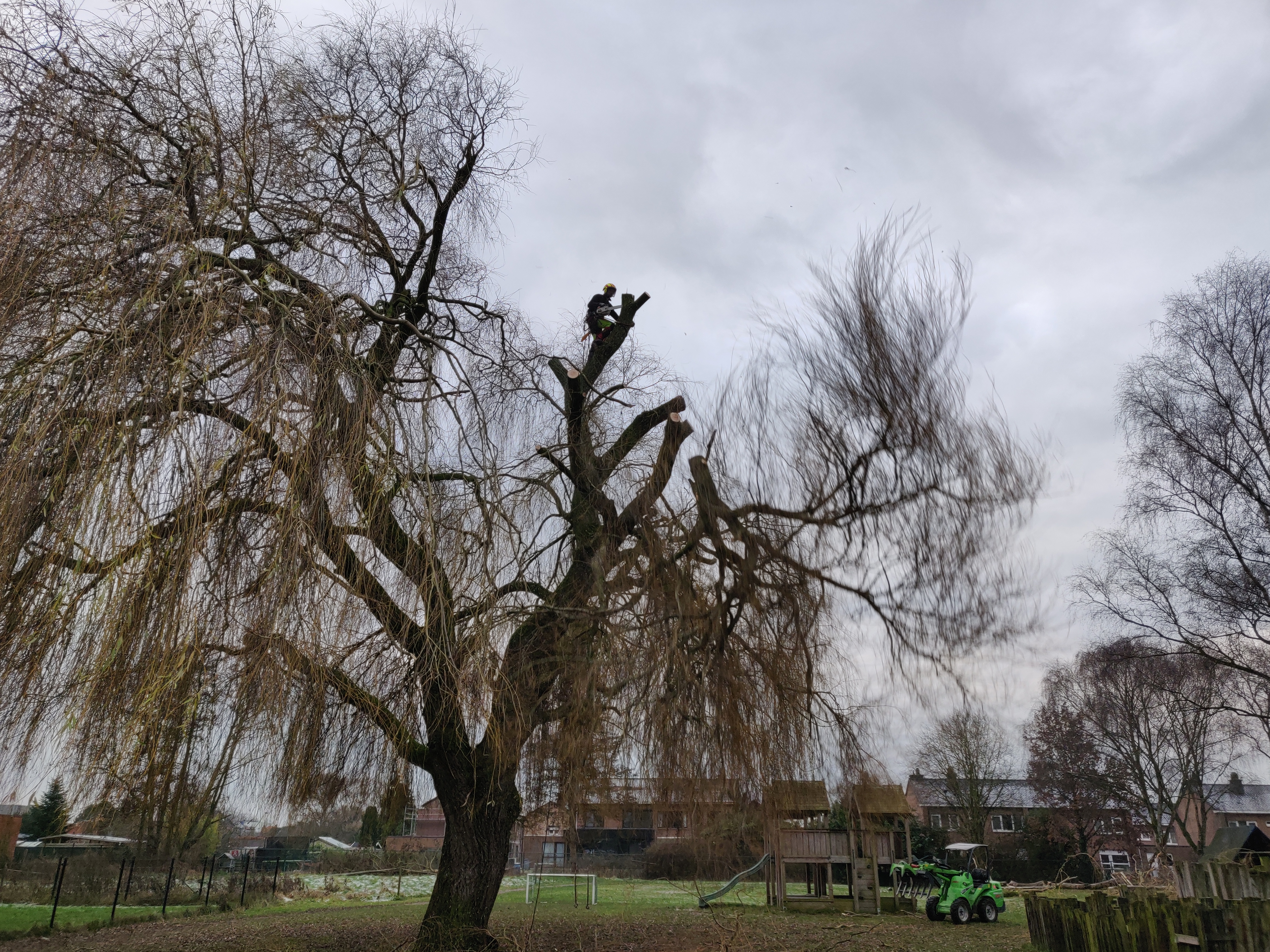 tuinmannen Geel | Bomen Thys