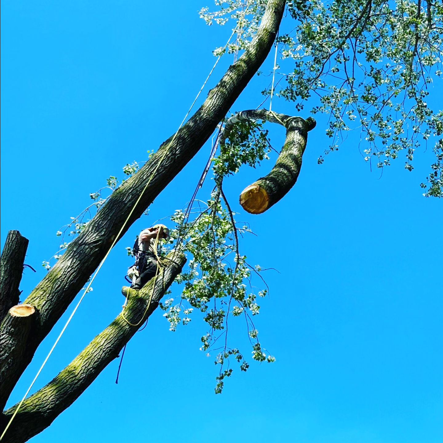 tuinmannen Geel | Bomen Thys